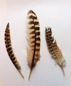 feathers
